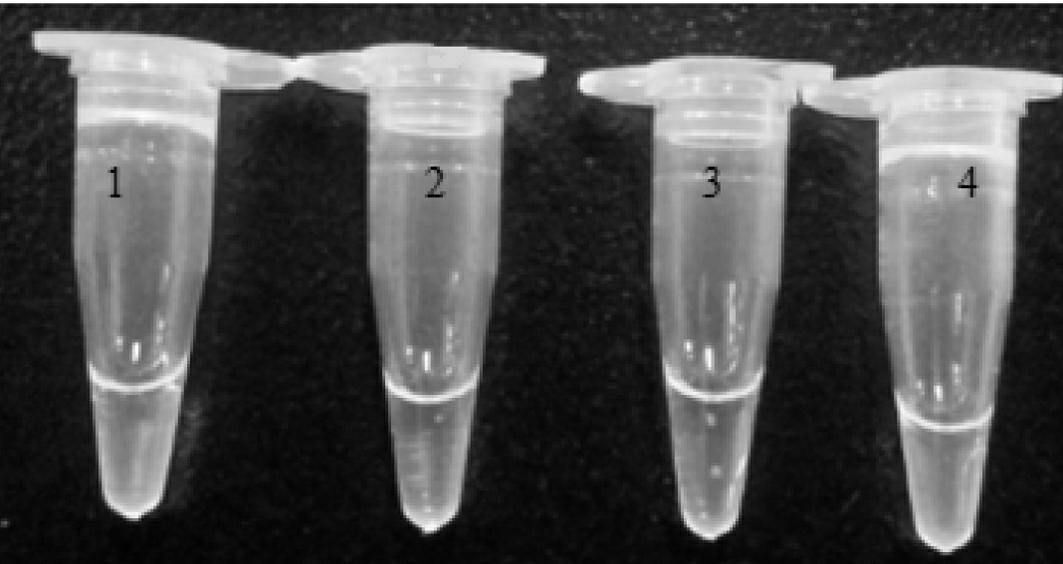 Genetically modified rice BT63 and LAMP (loop mediated isothermal amplification) detection primer group, detection kit and detection method of derived variety thereof