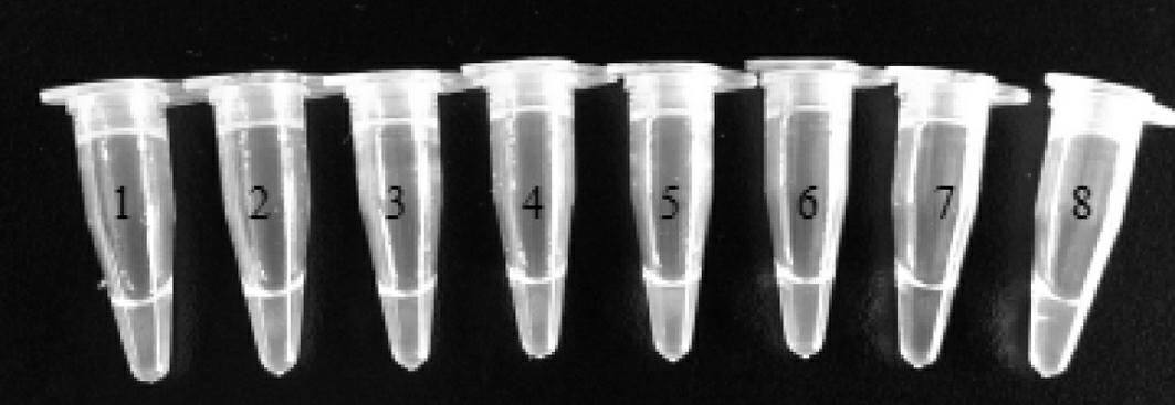 Genetically modified rice BT63 and LAMP (loop mediated isothermal amplification) detection primer group, detection kit and detection method of derived variety thereof