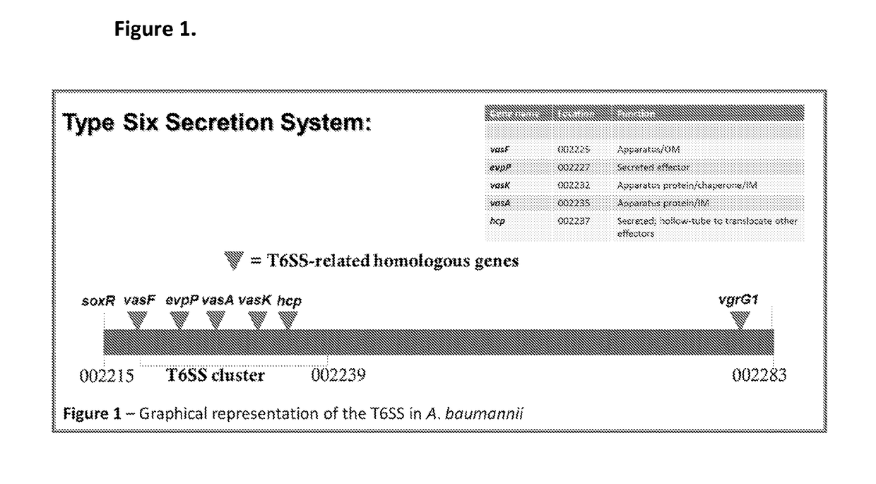 Monoclonal antibodies for treatment of microbial infections