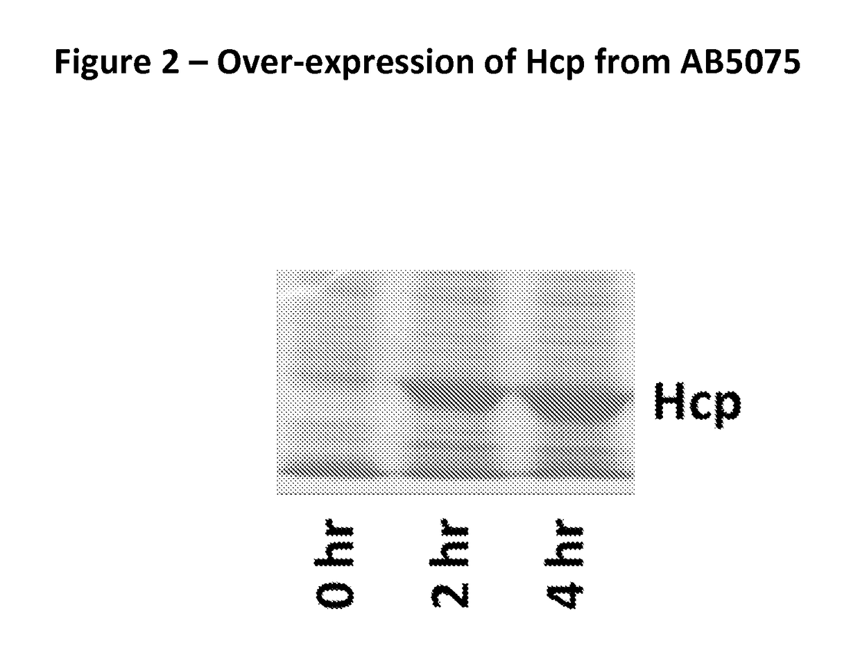 Monoclonal antibodies for treatment of microbial infections