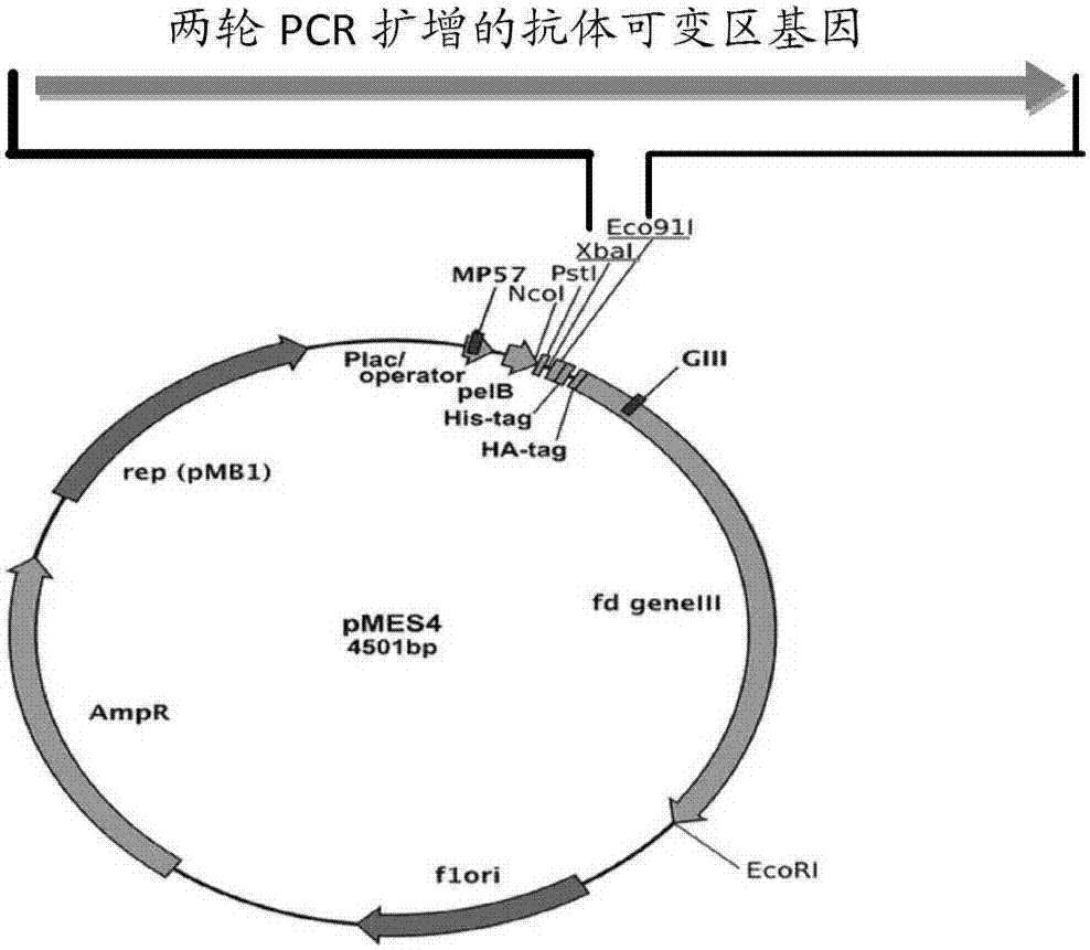 Anti-CEA-antigen VHH structural domains and bispecific antibody comprising same