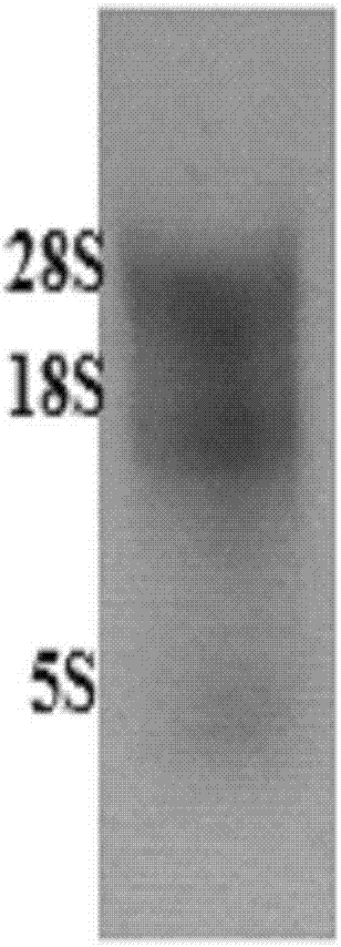 Anti-CEA-antigen VHH structural domains and bispecific antibody comprising same