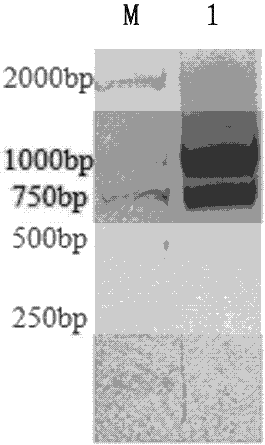 Anti-CEA-antigen VHH structural domains and bispecific antibody comprising same