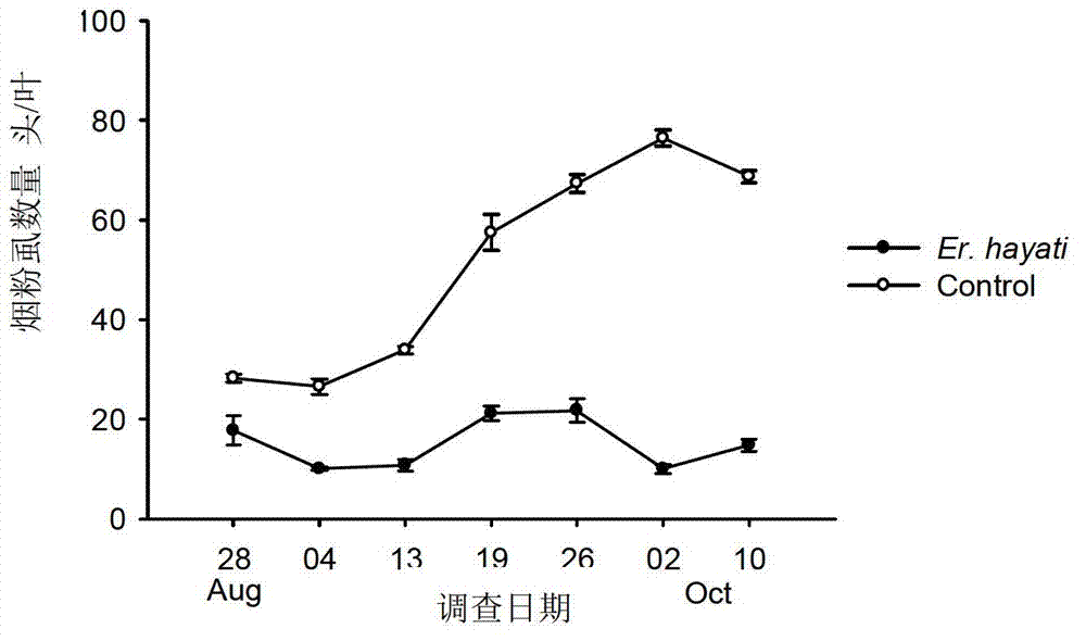 Large-scale artificial feeding method for eretmocerus hayati