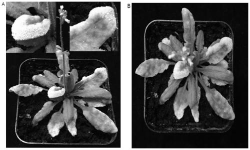 Preservation and propagation method of melon powdery mildew bacteria