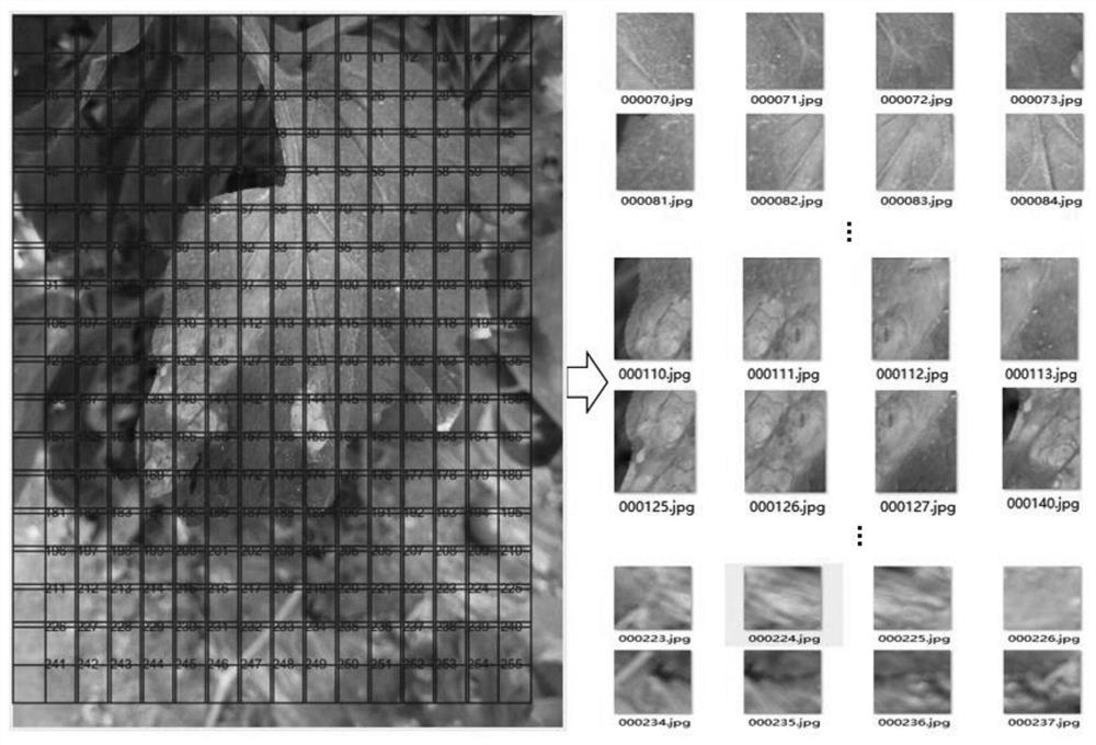 Crop leaf disease image enhancement and rapid detection method