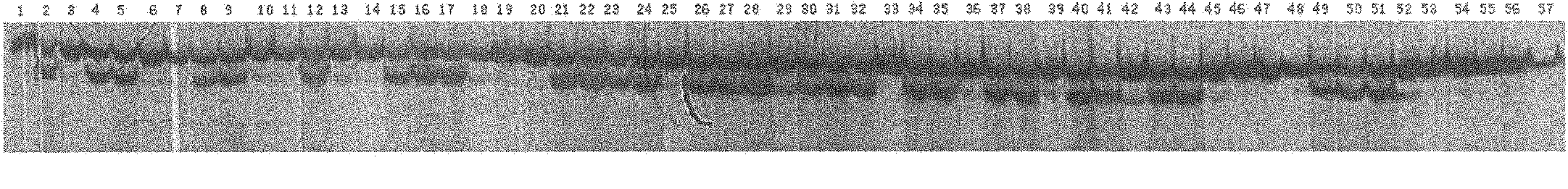 Method for identifying fx151 genetic variation map by using litopenaeus vannamei boone fx151 microsatellite DNA marker