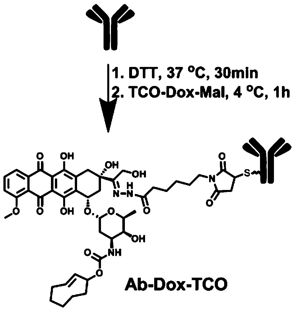 Antibody prodrug conjugate and preparation and use thereof