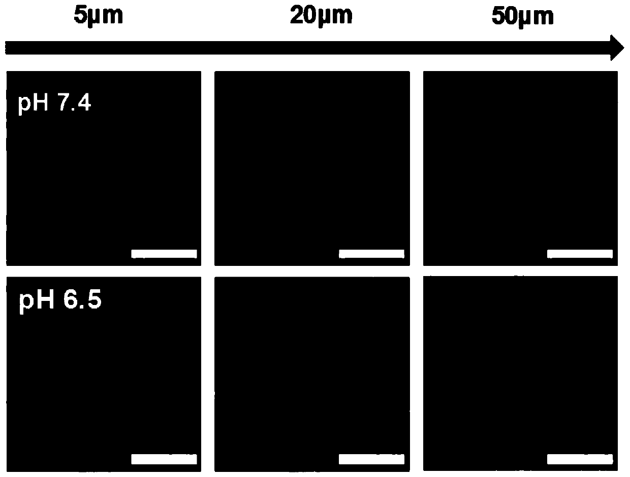 Antibody prodrug conjugate and preparation and use thereof