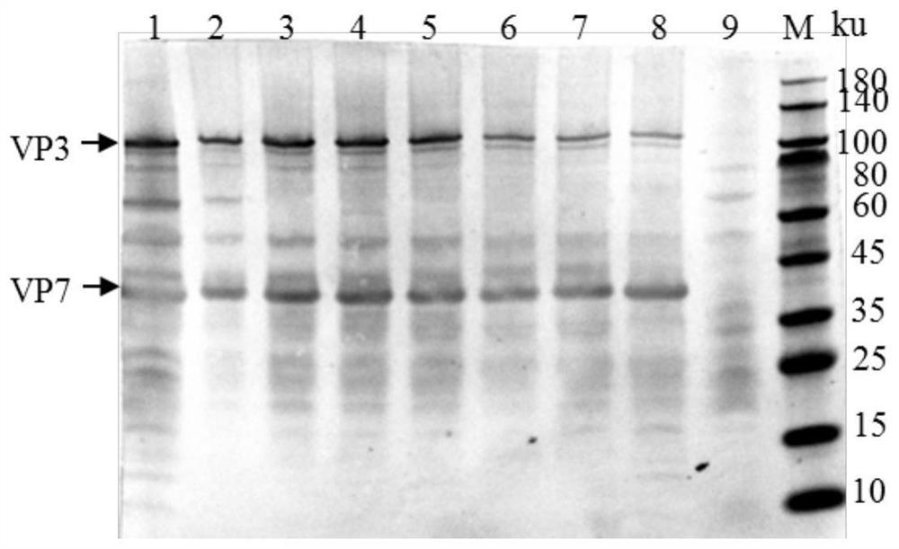 A kind of detection kit and application of African swine fever virus antibody based on chimeric p54 epitope