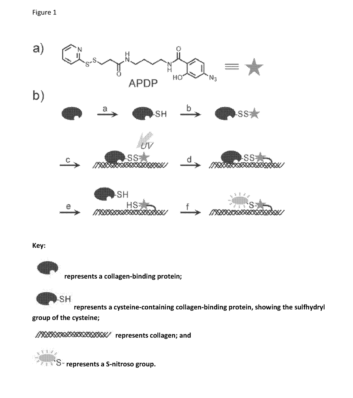 Modified collagen, methods of manufacture thereof