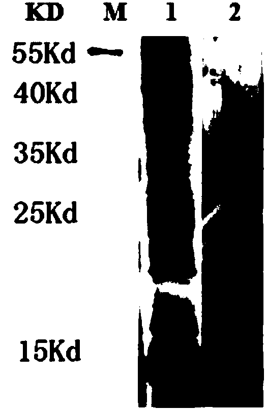 Anti-toxoplasma gondii TRX (Thioredoxin) nano-antibody, encoding gene and application thereof