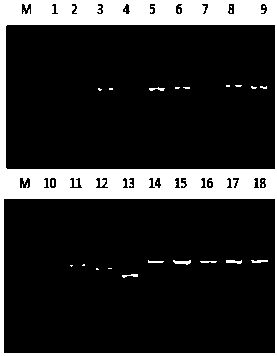 Anti-toxoplasma gondii TRX (Thioredoxin) nano-antibody, encoding gene and application thereof