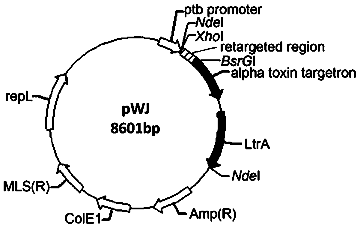 A method for improving the stress resistance of Clostridium beijerinckii to 4-hydroxycinnamic acid