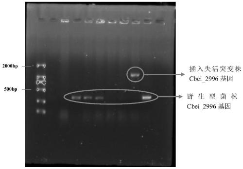 A method for improving the stress resistance of Clostridium beijerinckii to 4-hydroxycinnamic acid