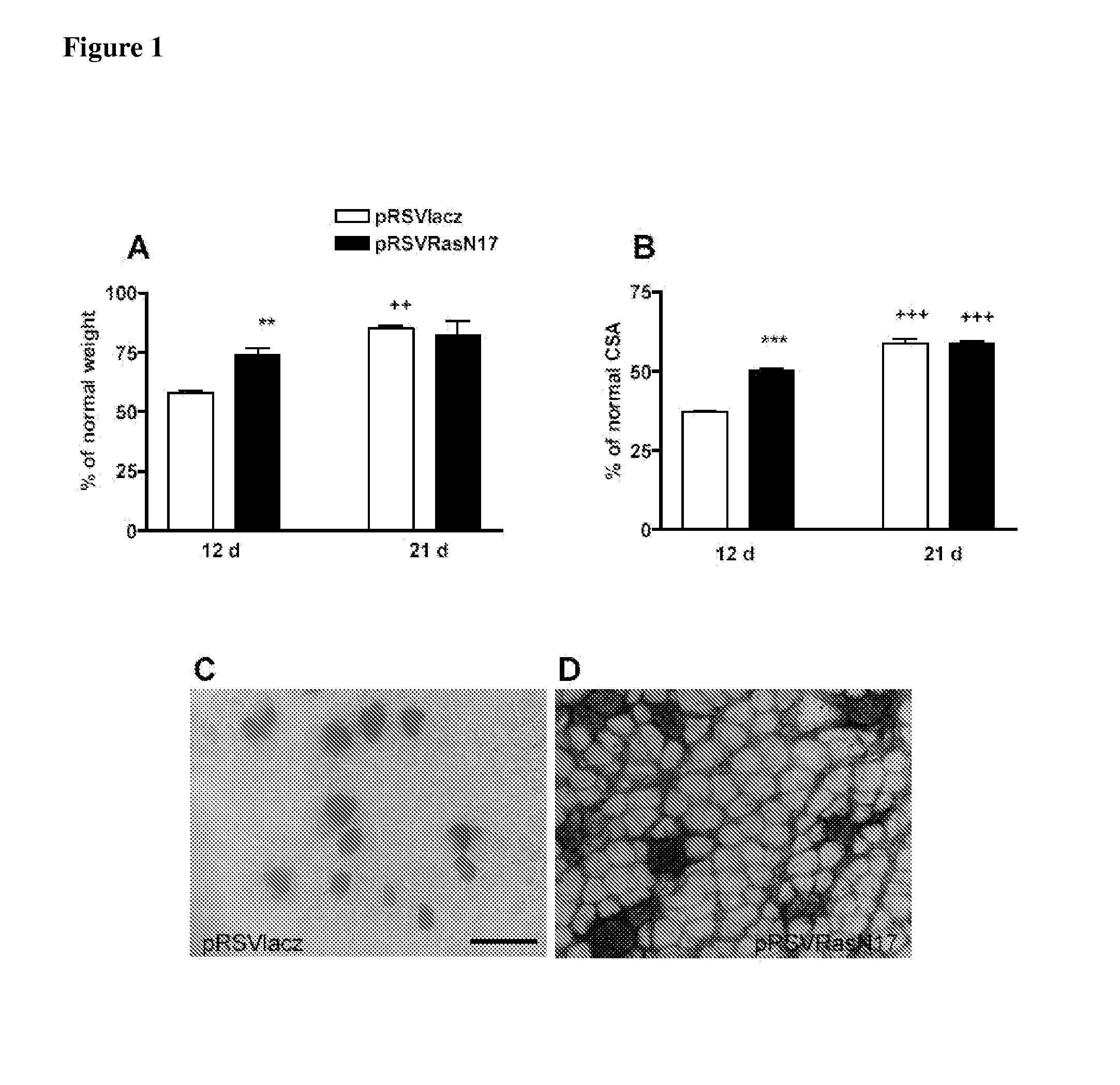 Methods and substances for stimulating muscle regeneration