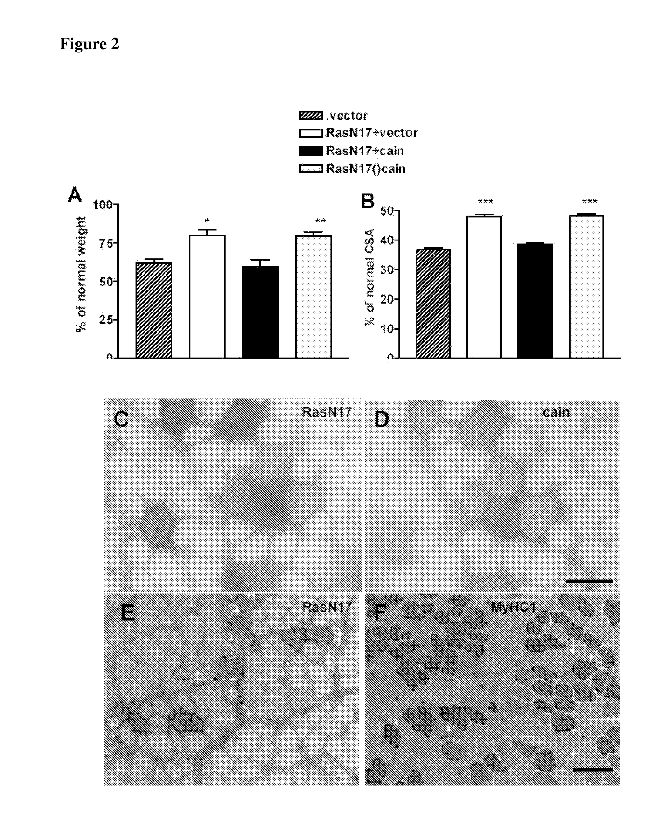 Methods and substances for stimulating muscle regeneration