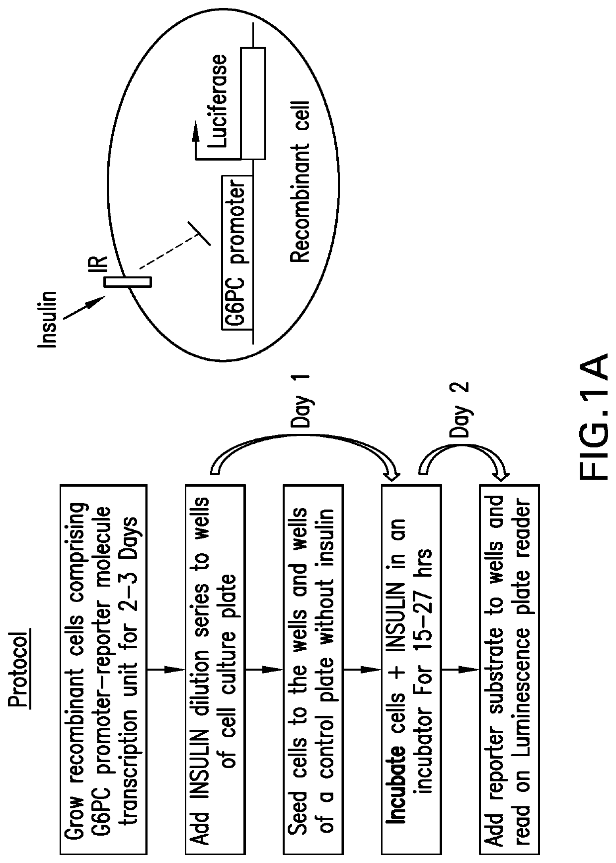 Cell-based bioidentity test for insulin