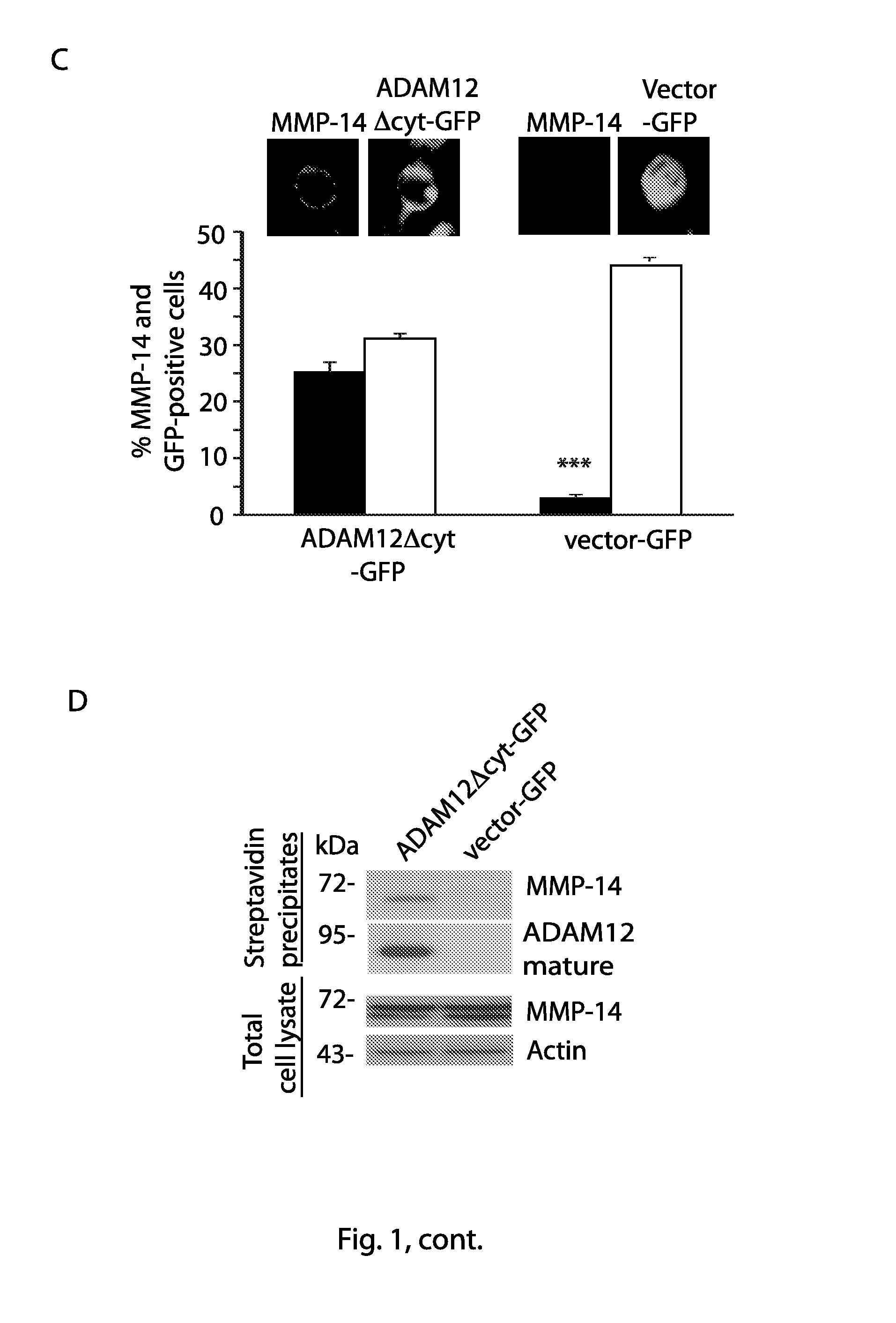 Anti-ADAM12 antibodies for the treatment of cancer