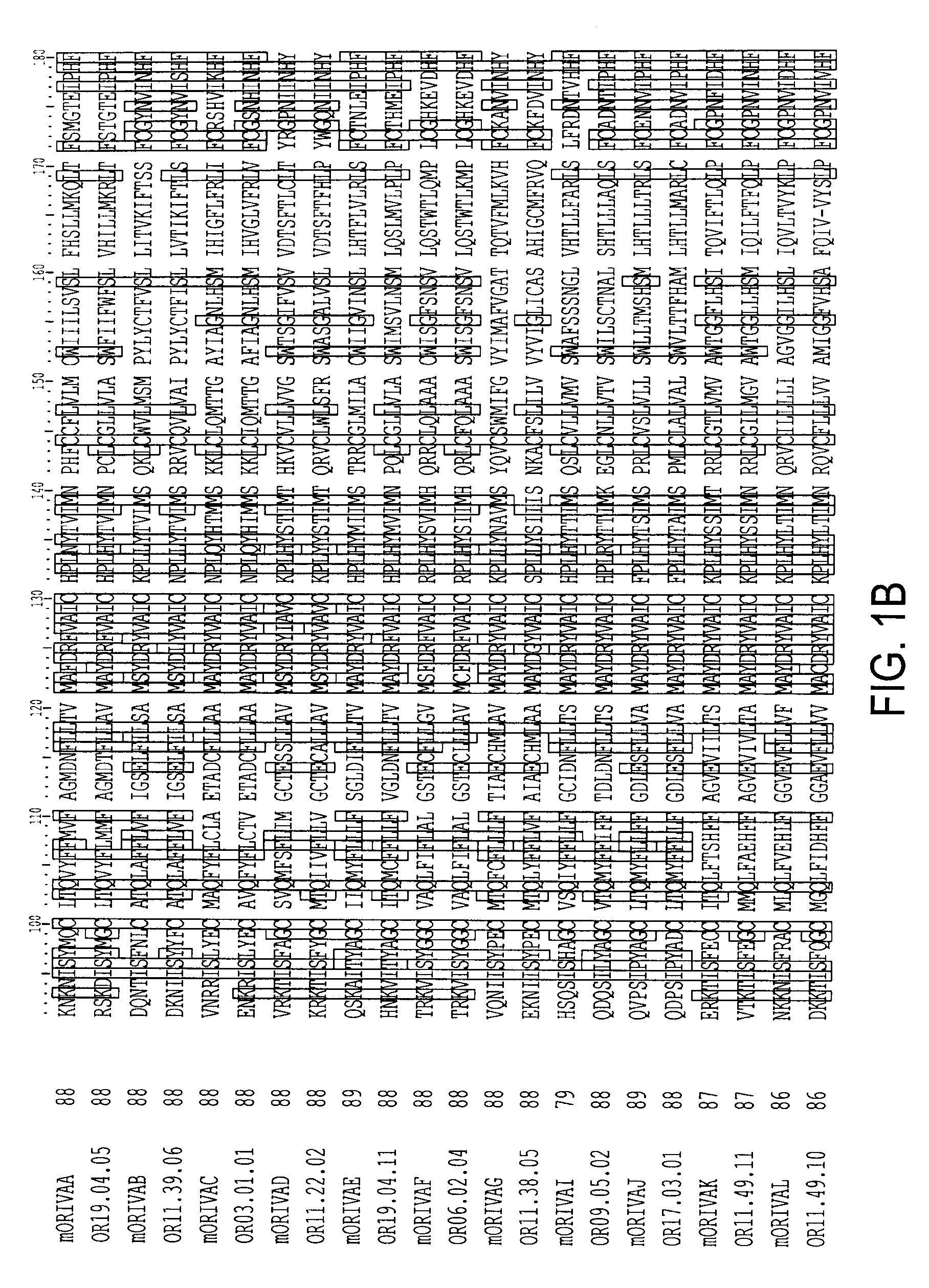 Olfactory receptor for isovaleric acid and related malodorants and use thereof in assays for identification of blockers of malodor