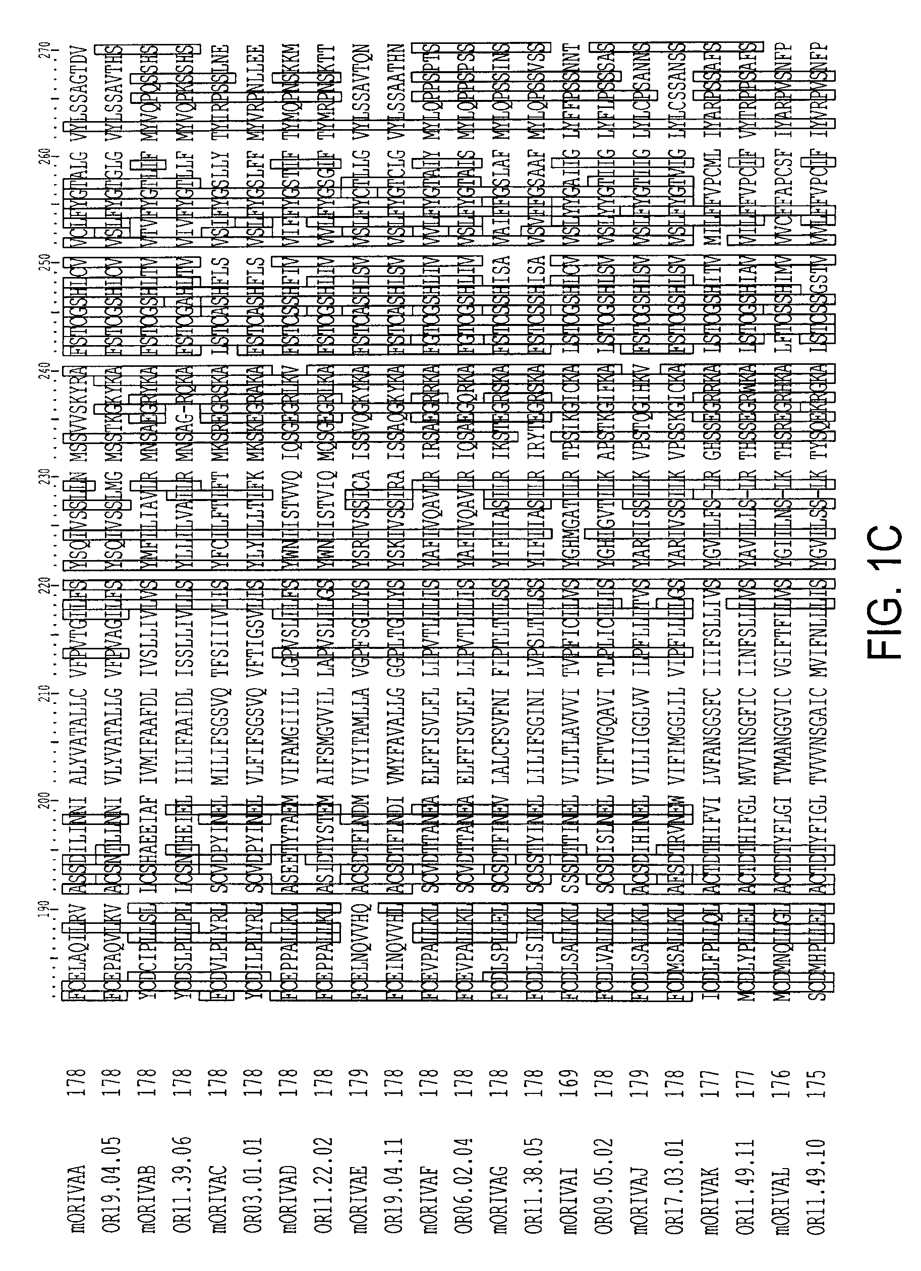 Olfactory receptor for isovaleric acid and related malodorants and use thereof in assays for identification of blockers of malodor