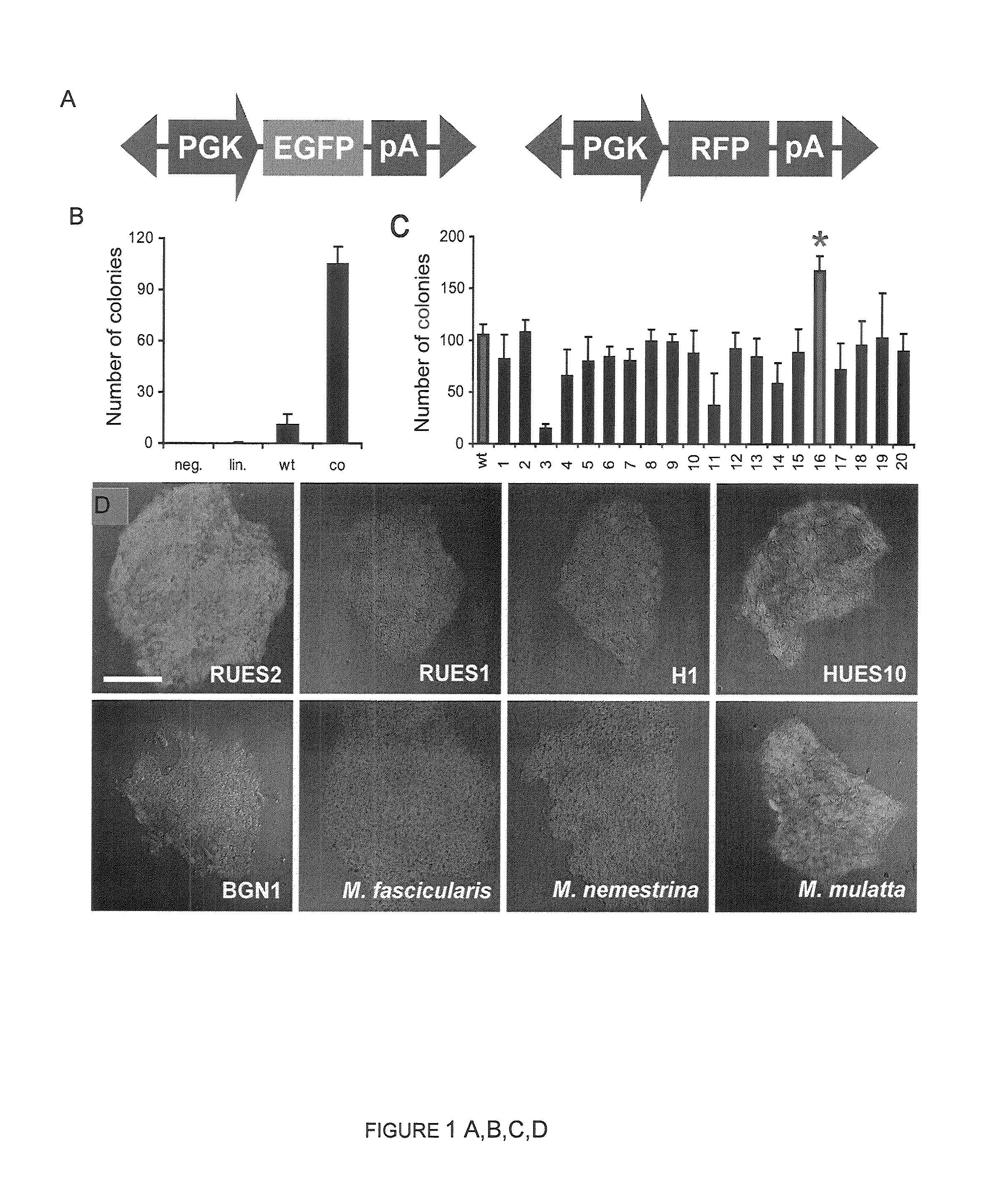 Enhanced PiggyBac transposon and methods for transposon mutagenesis