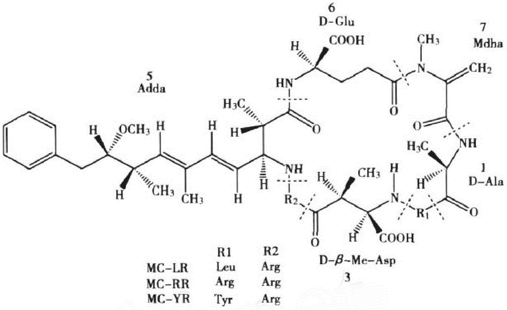 Biosynthesis method for obtaining high-purity and high-efficiency microcystins (MCs) degrading enzyme (MlrA)