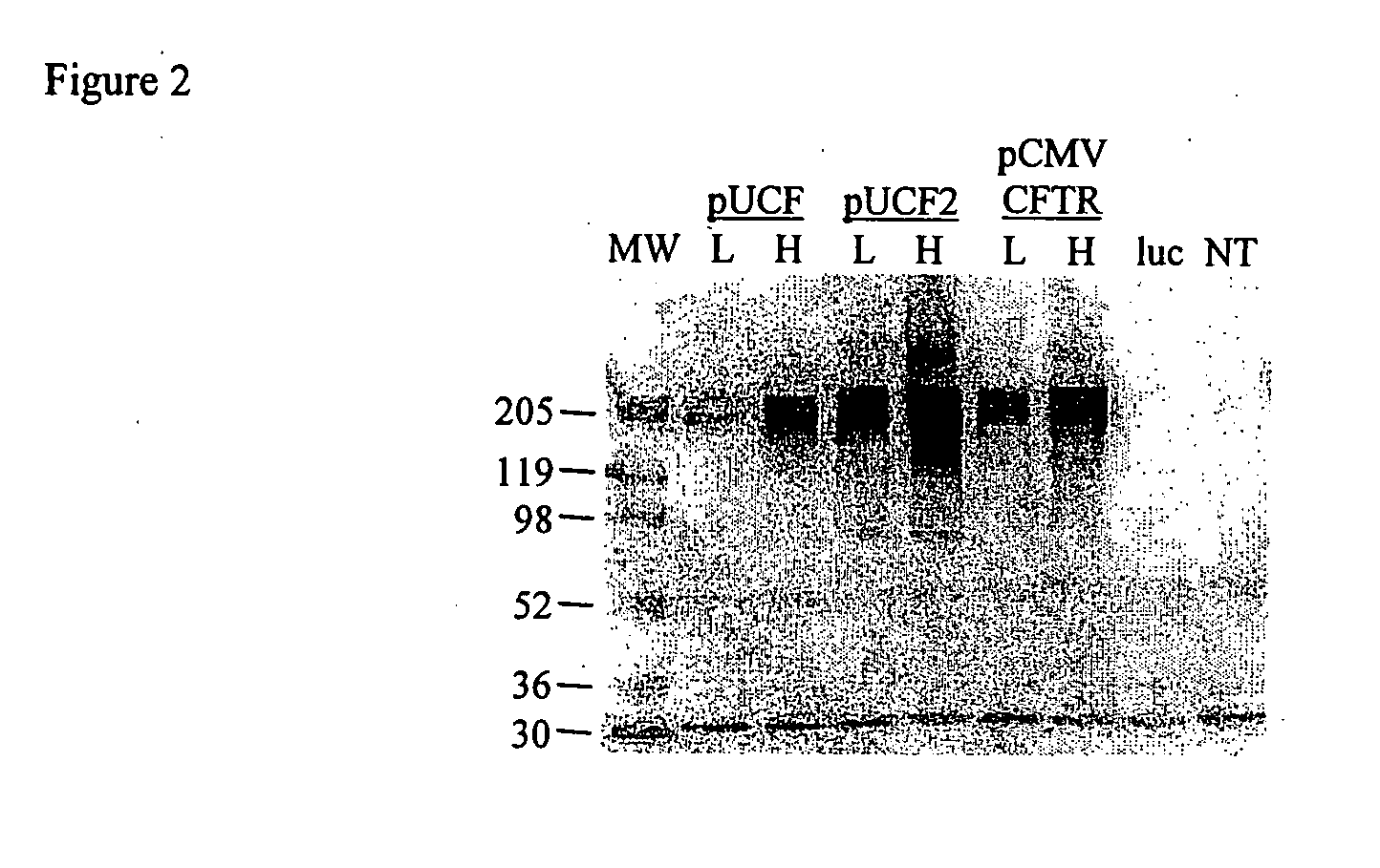 Codon optimized cftr