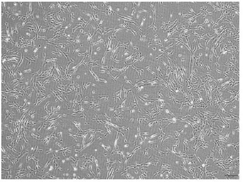 A method to obtain safe and effective umbilical cord mesenchymal stem cells