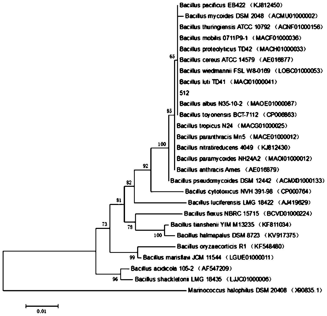 Bacillus with antagonistic effect on rice bacterial blight and its isolation and application