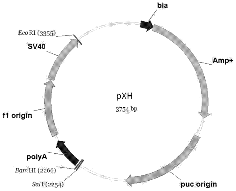 System for efficient multi-point interposition of unnatural amino acid into mammalian cells