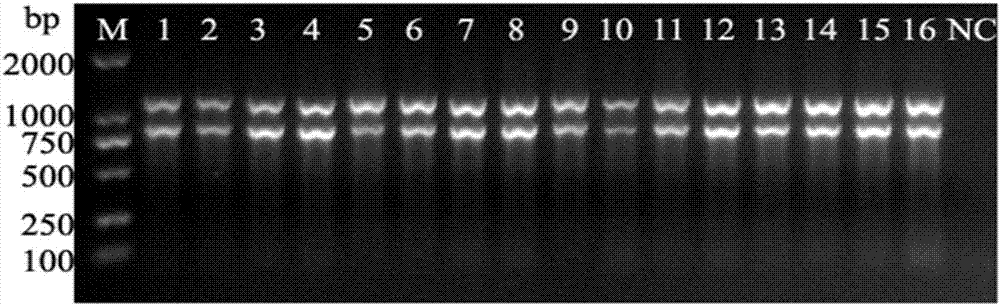 Double PCR primer, double PCR detection method and double PCR detection kit for grouper iridovirus