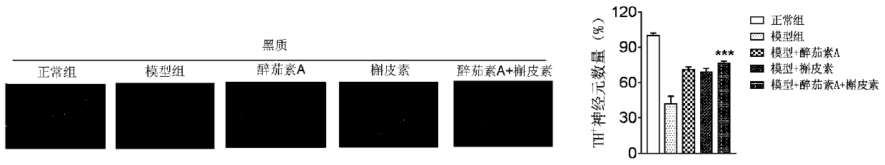 Medicinal composition containing withaferin A and application thereof