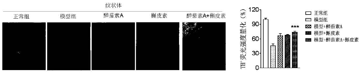 Medicinal composition containing withaferin A and application thereof