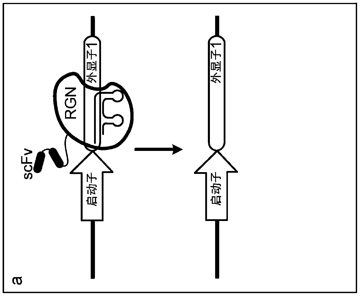 Epigenetically regulated site-specific nucleases