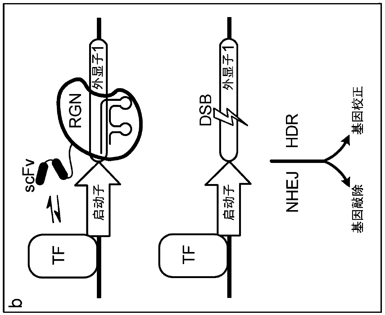 Epigenetically regulated site-specific nucleases