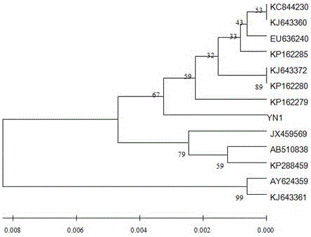 Armillaria mellea YN01 (WT) and application thereof