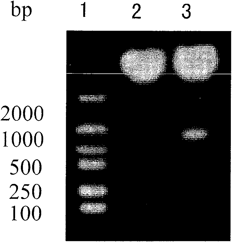 Application of FHL3 (four and a half LIM domains 3) in preparation of medicines for treating tumors