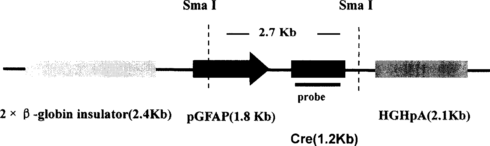 Method for preparing transgenic mouse with central nervous system specific expression Cre recombinase