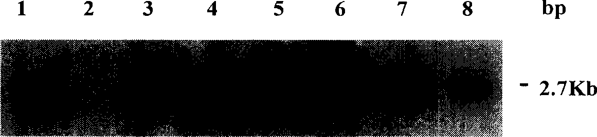 Method for preparing transgenic mouse with central nervous system specific expression Cre recombinase