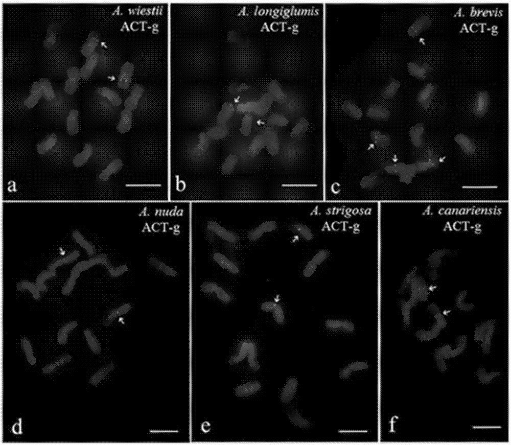 Probe group for detecting avena plant chromosome, and kit and application