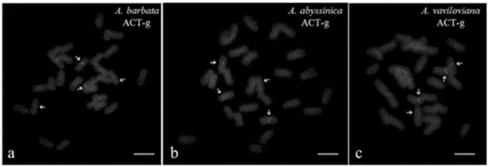 Probe group for detecting avena plant chromosome, and kit and application