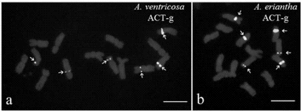 Probe group for detecting avena plant chromosome, and kit and application