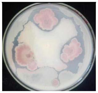 Method for preparing biocontrol bacterial fertilizer and eliminating continuous cropping obstacle of muskmelon by using biocontrol bacteria