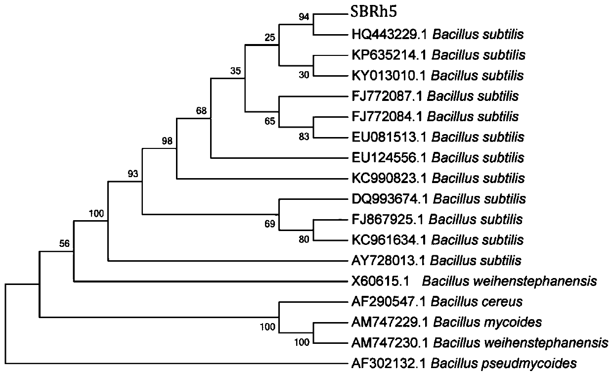 Method for preparing biocontrol bacterial fertilizer and eliminating continuous cropping obstacle of muskmelon by using biocontrol bacteria