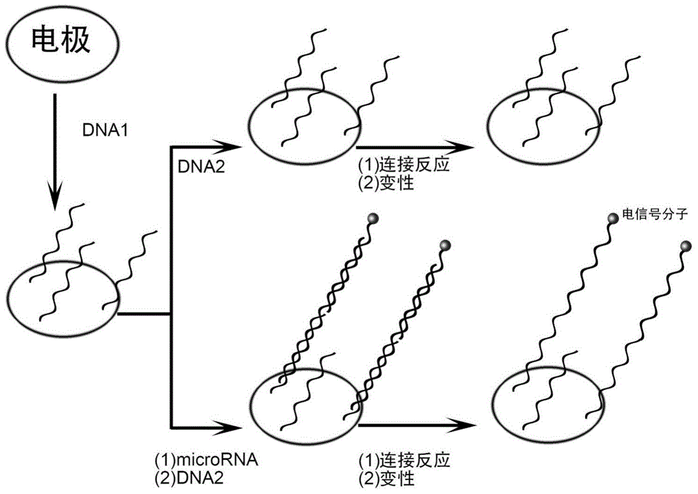 Method for detecting microRNA content of to-be-detected liquid