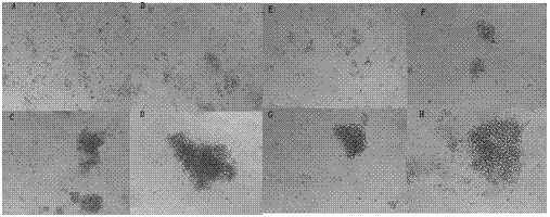 N-containing bis-heterocyclic amide compounds and their application as immunosuppressants