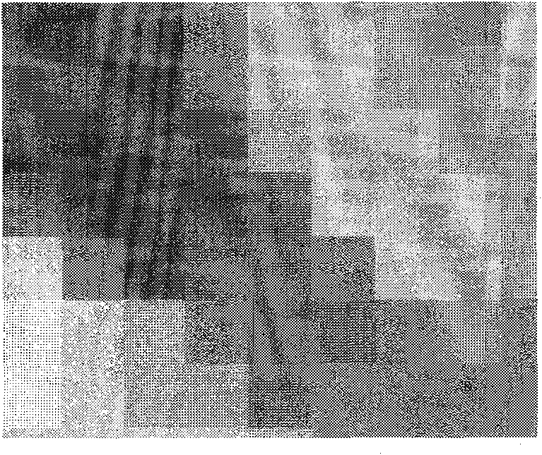 Magnesium alloy diatomite ferric oxide composite material and preparation method thereof