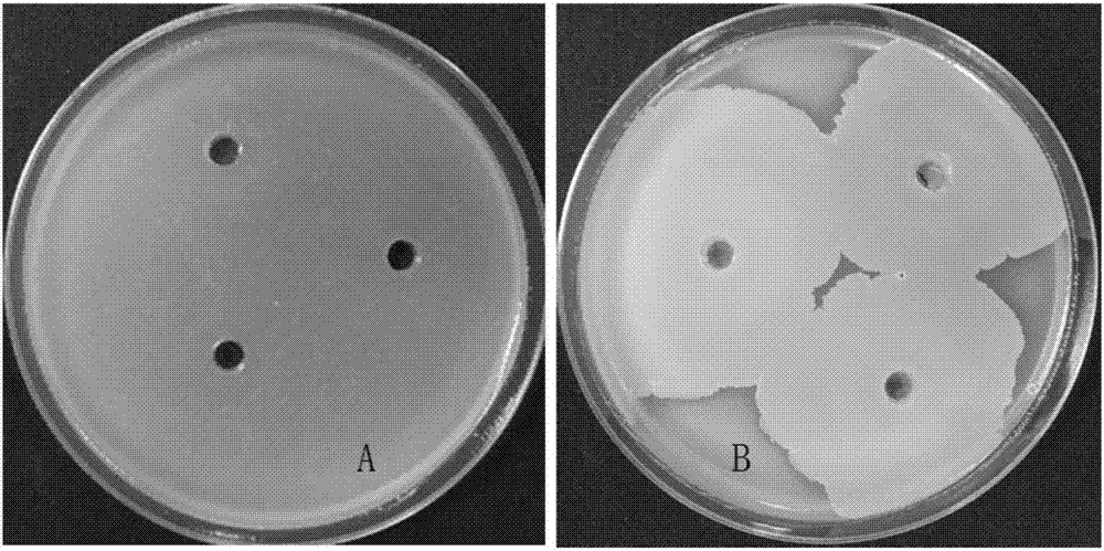 Bacillus subtilis JK-XZ8 and application thereof in oriental cherry crown gall prevention