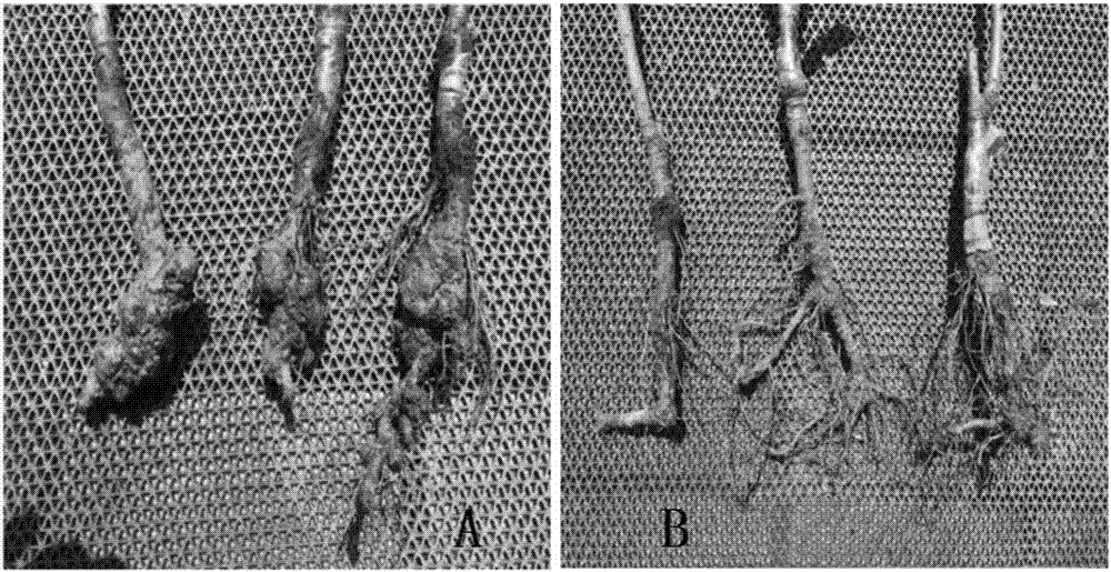 Bacillus subtilis JK-XZ8 and application thereof in oriental cherry crown gall prevention